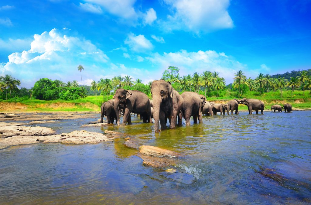 Elephant group in the river