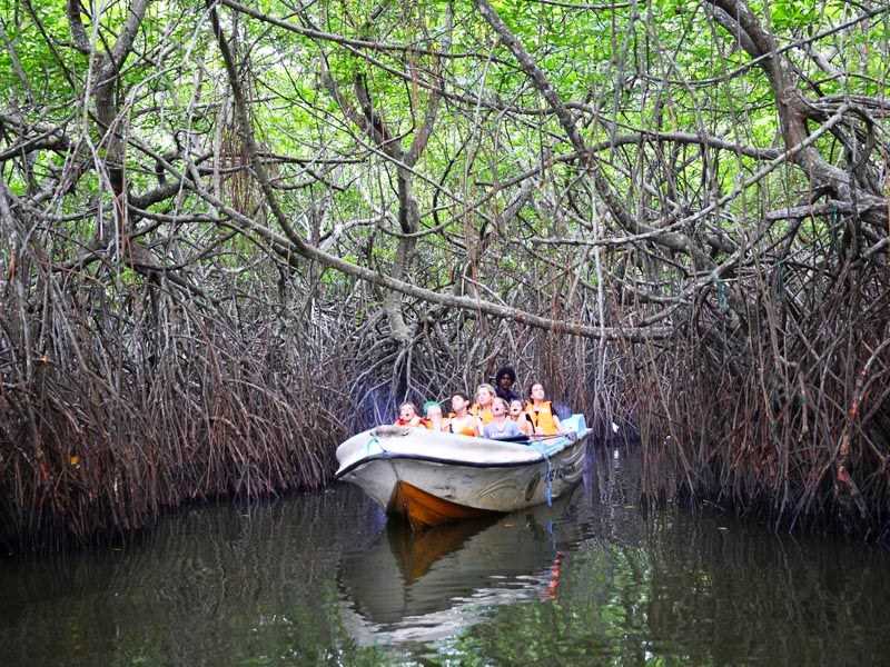 Madu-Ganga-River-Safari-_4